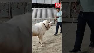 Most Handsome Kota of JD Goat Farm