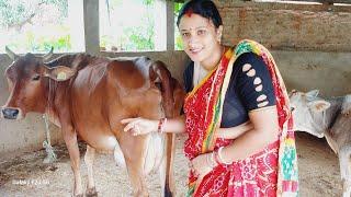 kalyani  vlogs is live