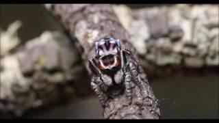 maratus harrisi