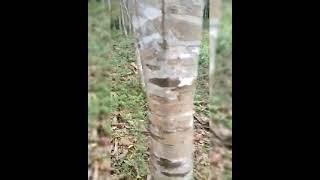 #Agarwood #Aquilariasinensis #Medemyim #Mokokchung #Nagaland #Farming #PlantTrees