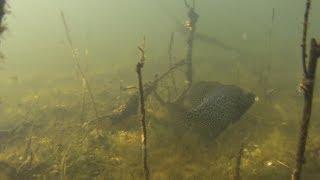 Ultra CLEAR Underwater CRAPPIE Fishing  2017 - Wisconsin