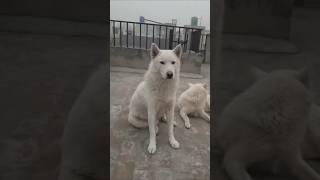 Top Breeder Dog Pair  | Strong Genetics, Perfect Structure & Loyal Temperament