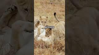 The lions facts roar! 
