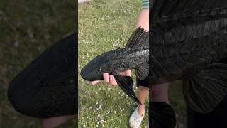 Pleco Catch, Clean, & Cook!?!