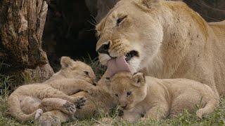 Wild African Diary - Tale Of Big Cats  Lions, Leopards, and Cheetahs |  Nature Documentary HD 2021