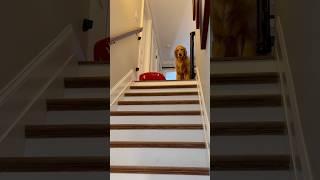My dogs went sledding down the stairs!