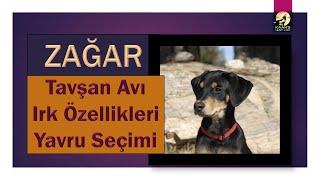 Zağar (Kopay): Tavşan Avı, Irk Özellikleri, Yavru Seçimi (ÖNEMLİ BİLGİLER - MUTLAKA İZLEYİN)