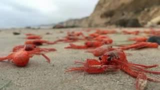 Matt Tucci - Lobsters On Land