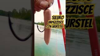 Pesca siluro , esca preferita #shorts #pesca #siluro #esca #fishing #viralvideo #reelfishing