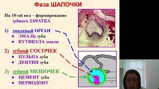 Гистология 3.Развитие зубов