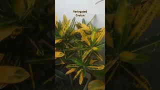Outdoor Plant with colorful leaf#veriegated croton