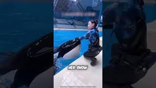 No One Came To See These Dolphins