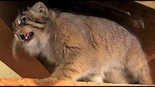 鳴くマヌルネコ　タビーPallas's Cat cries