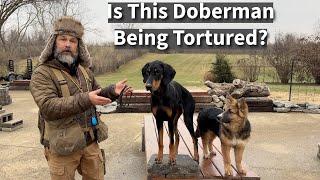 Stop Trying To Turn Dogs Into Victims | My New Channel
