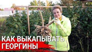 Как выкапывать георгины/ Больные клубни не храним