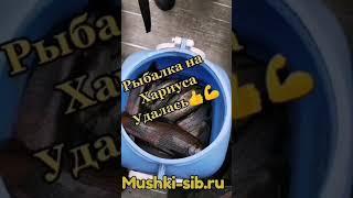 #1 Рыбалка на Хариуса \Отличный улов\Уловистые приманки