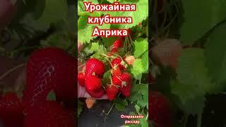 Урожайная клубника , рассада почтой