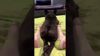 Frenchie shaking booty │French bulldog #Shorts