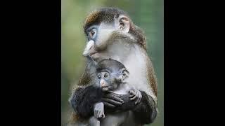 Monkey mother and baby monkey  #wildlife #smartsocietymysteries #saveanimals #ecology #babymonkey 2