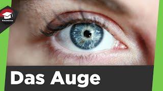 Das menschliche Auge einfach erklärt - Aufbau des Auges, Sehvorgang und Zusammenfassung erklärt!