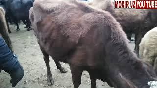 Амударё Хитой Мол Бозори. Amudaryo Xitoy Mol bozori. 13-01-2019