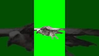 Animation Green Screen || Green Screen Vulture || Chroma Key #greenscreenvideo #chromaanimation