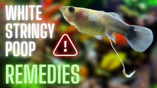 Guppy Fish Care - White Stringy Poop in Guppy Fish - Remedies