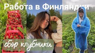 Сбор клубники | Работа в Финляндии на ферме | Сколько заработать на клубнике в Финляндии