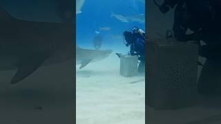 The fun of the ocean#foryou #fyp #tiktok #funny #Ocean