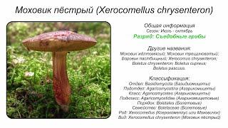 Моховик пёстрый (Xerocomellus chrysenteron)