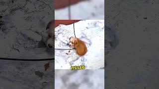 The little dog was abandoned and bullied in the snowy field #animalshelter #puppy #rescuedog