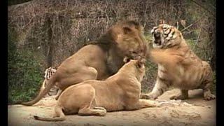 Raw Footages Of Lions Vs Tigers - [ Who is the king? ]