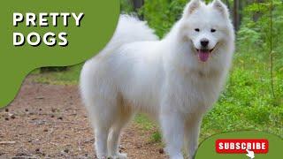 Top Beautiful Dog Breeds in the World | Jungle Flicks