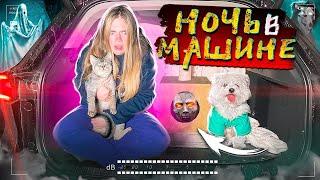 НОЧЬ УЖАСОВ В МАШИНЕ С КОТОМ И СОБАКОЙ | ЗА НАМИ СЛЕДИТ КЛОУН