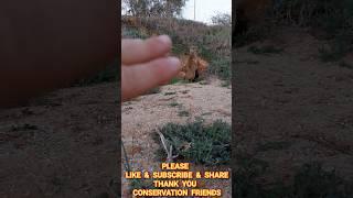 THE MONGOOSE HOTEL mongooses mangusta マングース cynictispenicillata мангуста Māoyòu 貓鼬 النمس 6