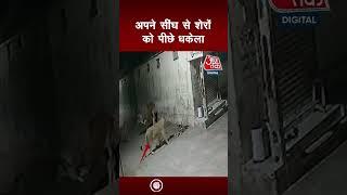 : शिकार करने आए दो शेरों पर भारी पड़ा बैल, पीछे हटने को मजबूर हो गए शेर Video Viral