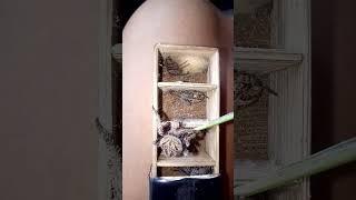 hanapan niyo nang kaparis #gagamba  #spider  #shortvideo