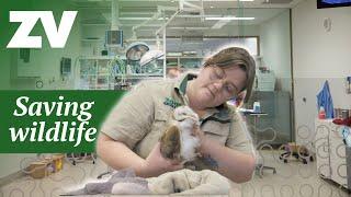 A day inside one of Australia’s biggest native wildlife hospitals!