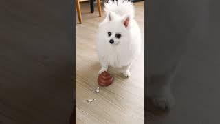 What did Nico eat? #funny #nico #cutedoggies #dog #cute