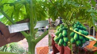 This method makes the papaya fruit more fruitful