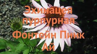 Эхинацея пурпурная Фонтейн Пинк Ай  обзор: как сажать, саженцы эхинацеи Фонтейн Пинк Ай