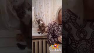 два видео из тиктока.(1)