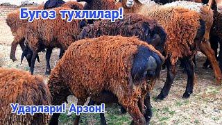 Тухлилар! Ударлари! 914725851️ 993775851️