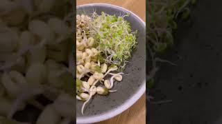 проращивание это жизнь, это красиво и очень вкусно
