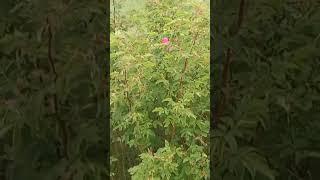 Шиповник польза.Полное видео на канале.