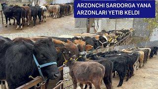 Arzonchi Sardorga yangi partiyalar ulgurib qoling.