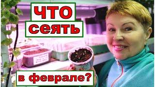 Какие цветочные и овощные культуры буду сеять в феврале? А что еще подождет