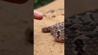 don  snake #viral  #shorts#videos #youtubeshortsvideos #youtubeviralvideos