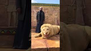 Arab lion vs India’s mini lion  #mremir #funny #viral #comedy #trending #cat #lion #kitten #king