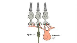 4.1 Center–Surround Receptive Field